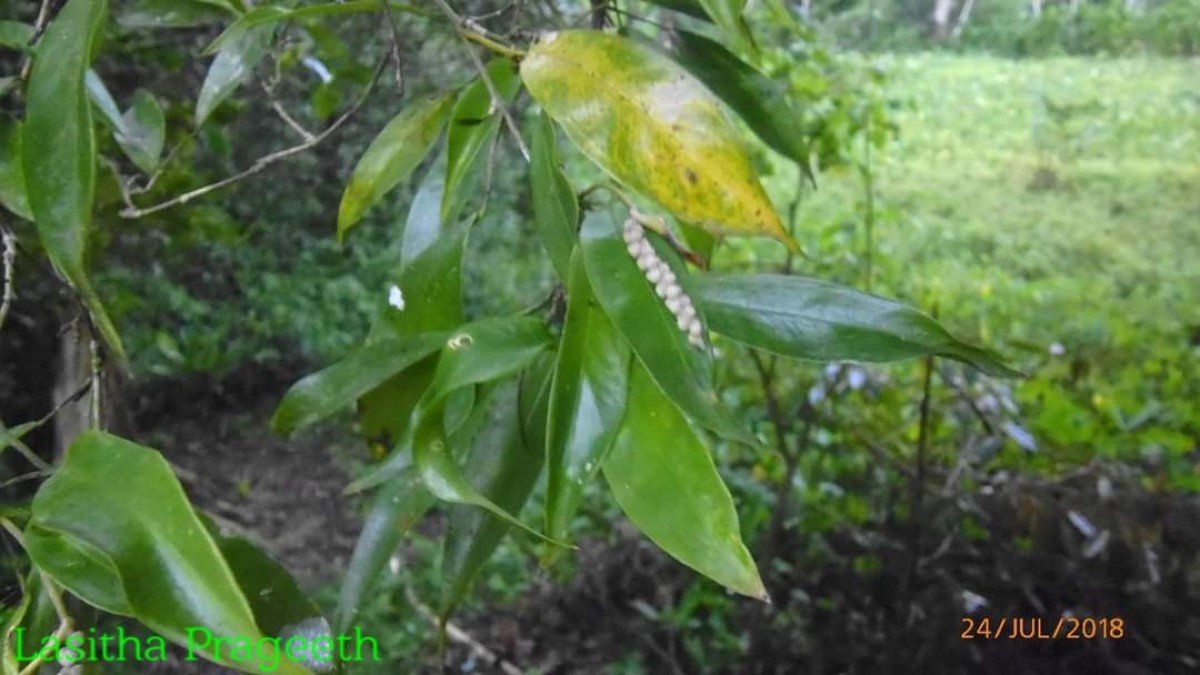 Pothos remotiflorus Hook.